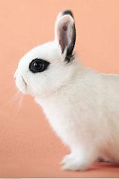 《美国逃犯》PS4＆NS中文实体版8月27日推出